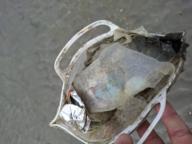 /images/about-meissa/03plastik-aktion/plastic-findings/2024_08_04_a.jpg